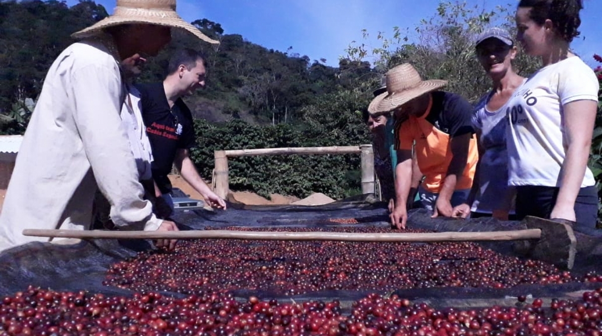 O Estado do Rio tem hoje cerca de 2.400 produtores de café - Divulgação