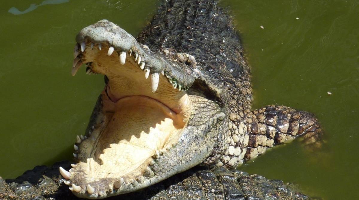 Homem foi hospitalizado depois de ser mordido na cabe&ccedil;a e pesco&ccedil;o por um crocodilo  - Pixabay/Creative Commons