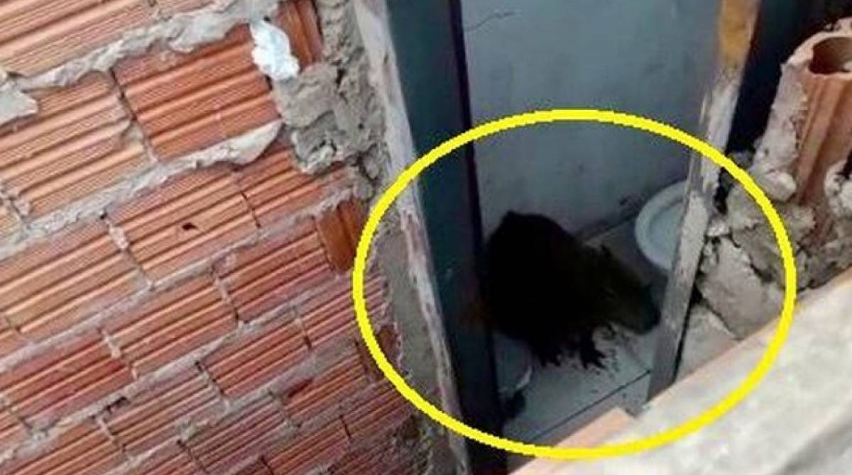 Assustado, animal se escondeu no banheiro do local - Reprodução