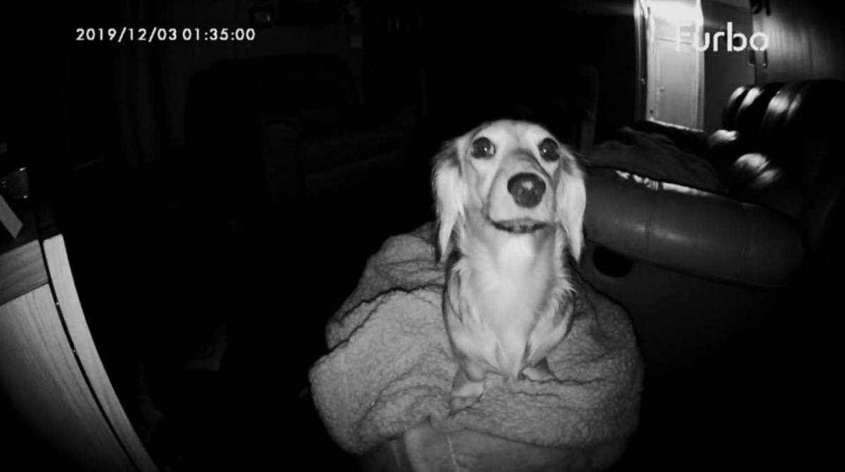 Dilly olhando para a câmera e esperando receber um petisco  - Reprodução/ Facebook