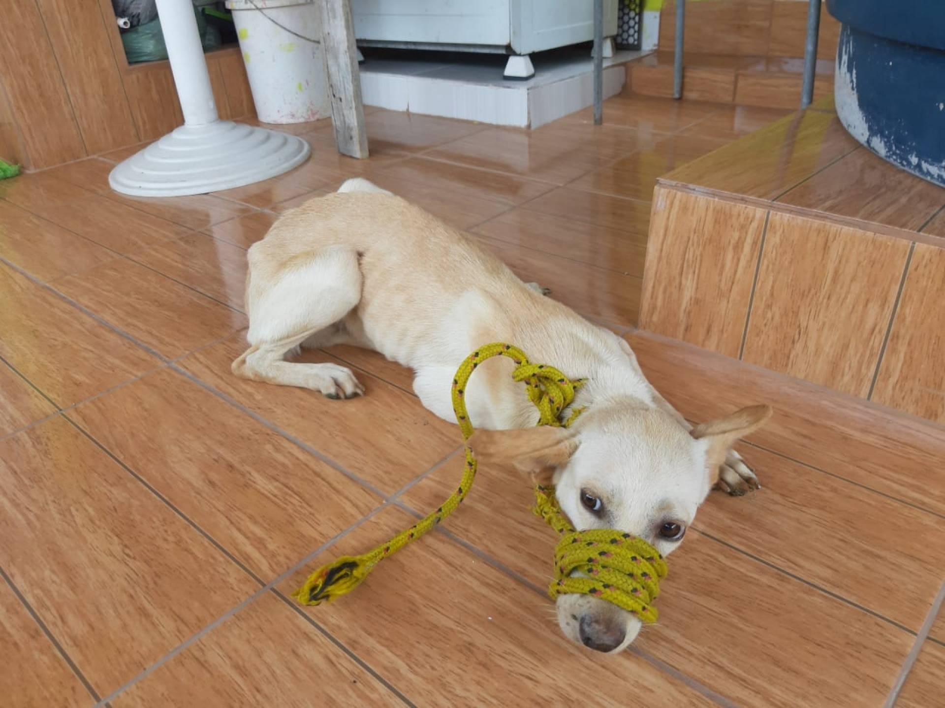 Animais vítimas de maus-tratos são resgatados em Piedade, Zona Norte