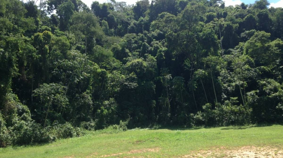 Fazenda possui mais de vinte hectares preservados de Mata Atlântica. Área poderá explorar o turismo - Divulgação 