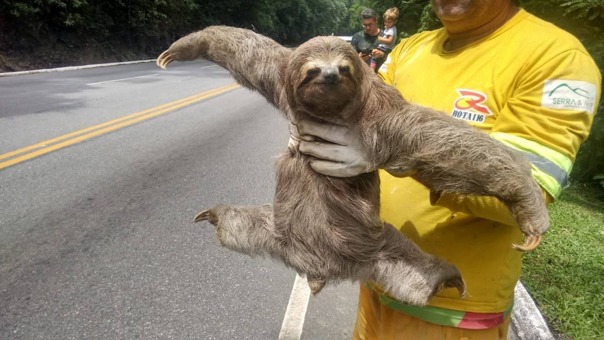 Bicho Pregui A Resgatado Em Rodovia Na Serra Dos Tr S Picos O Dia