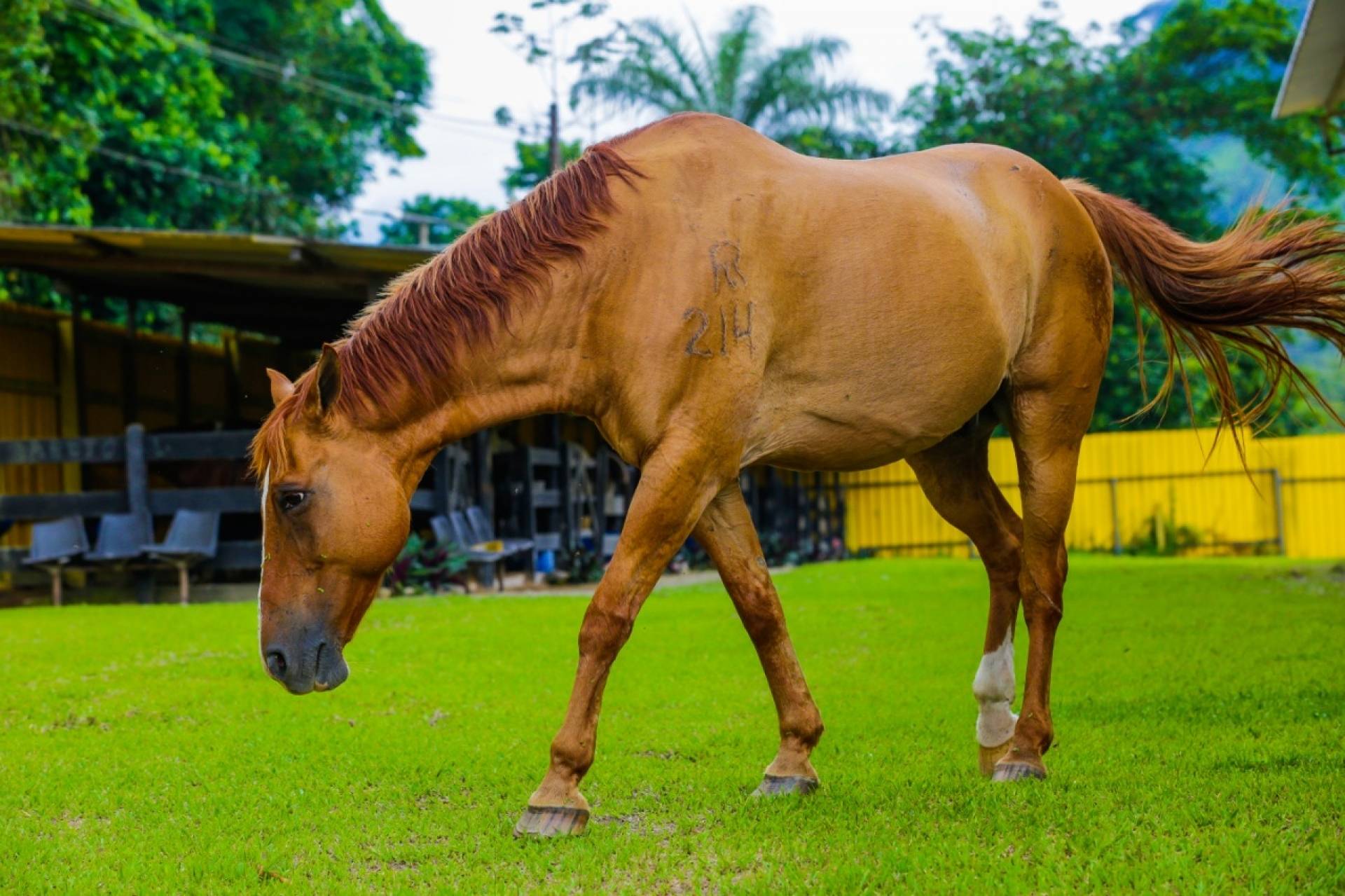 Por que os cavalos são bons para as crianças