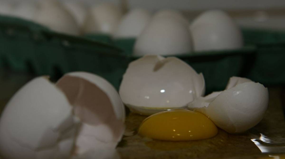Produção de ovos no país segue batendo recorde - Agência Brasil