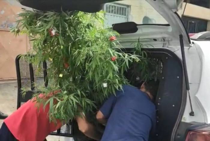 Polícia apreendeu planta de maconha