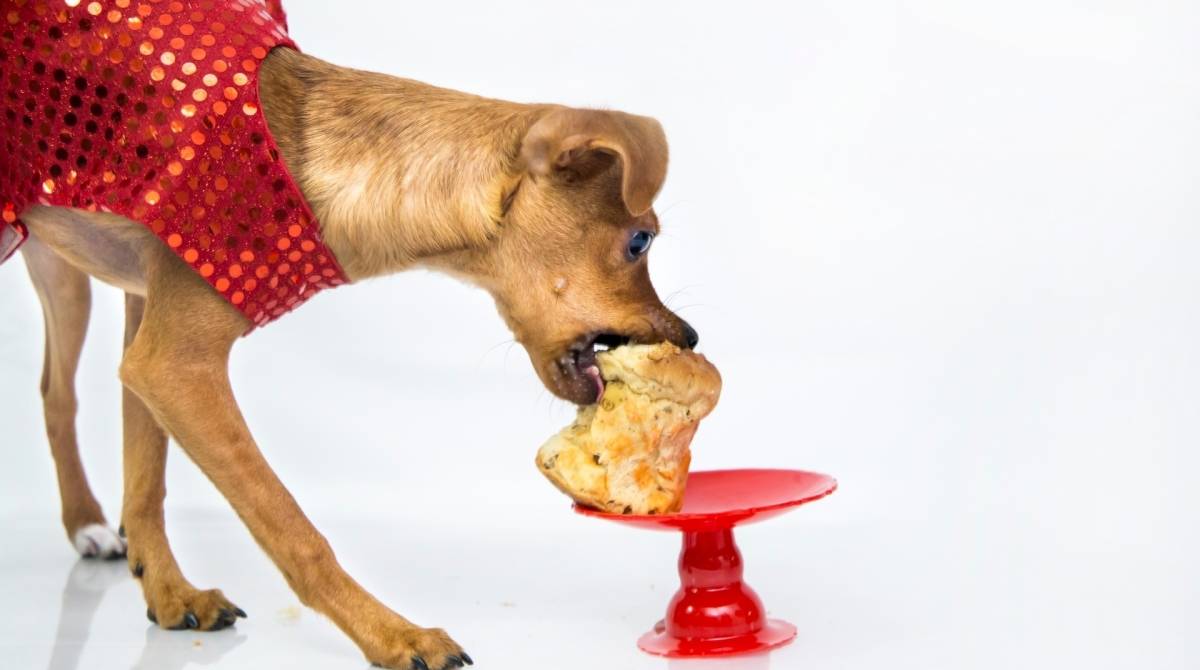 Receitas natalinas para c&atilde;es e donos