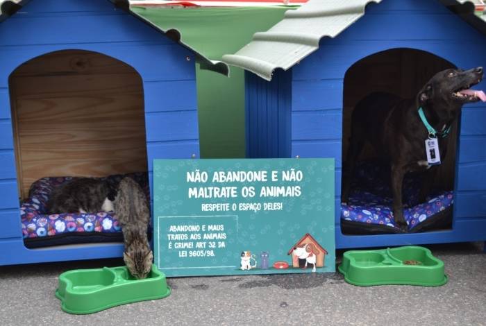 Animais em situação de rua ganham doações em Niterói
