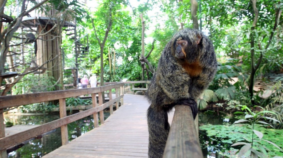 Trinta animais morrem durante incêndio em zoológico da Alemanha - Divulgação