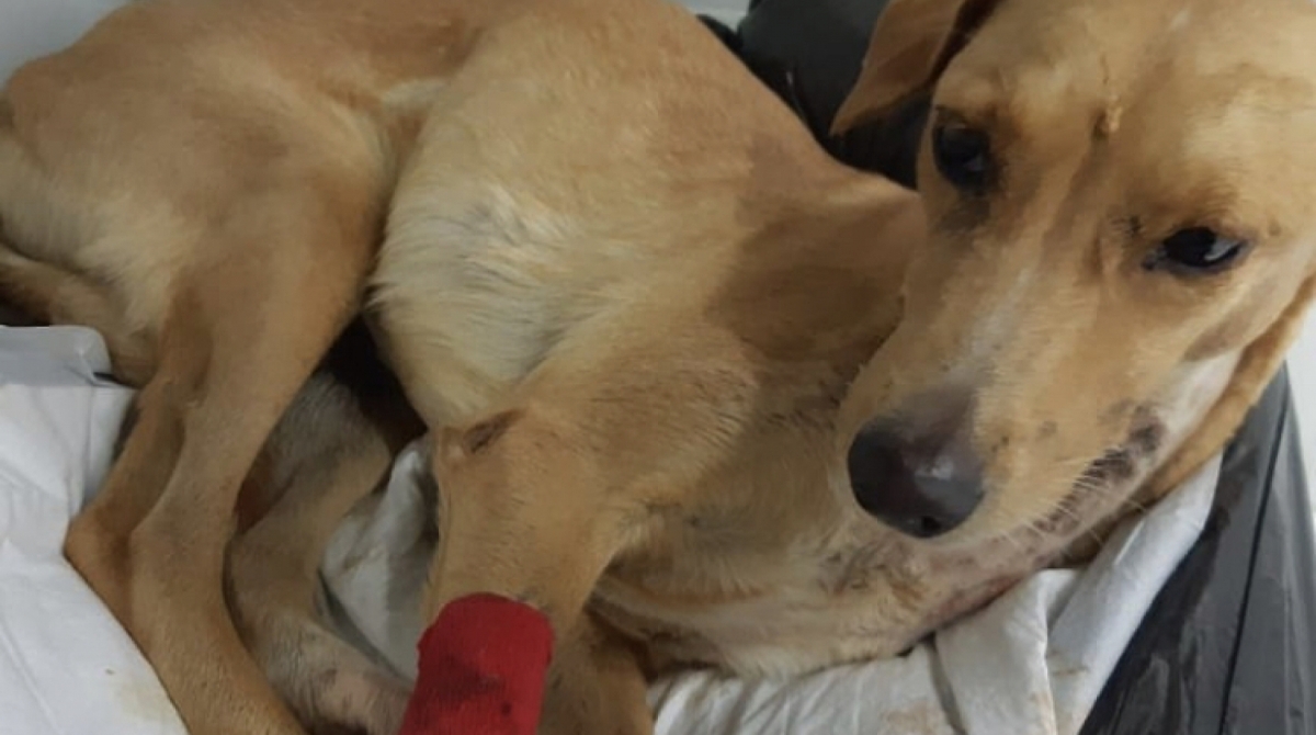 Ariel é uma cadelinha linda e vítima da covardia de humanos