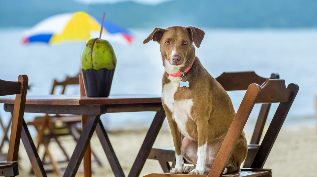 Cachorros na praia: &eacute; recomend&aacute;vel dar &aacute;gua de coco aos pets?