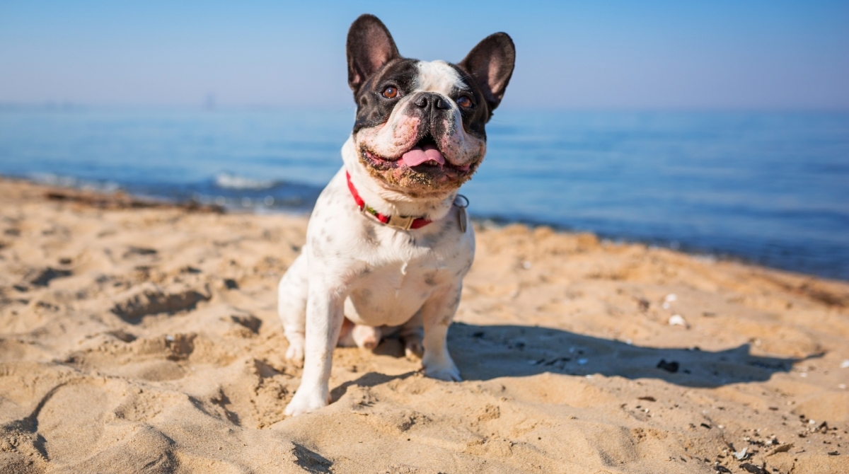 Praias cariocas liberadas para cachorros: veja alguns cuidados para o bem-estar deles - SHUTTERSTOCK