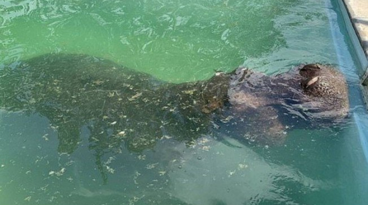 Animal, com cerca de três toneladas, aproveitou residência para tomar um banho de piscina - Reprodução/Letaka Safaris
