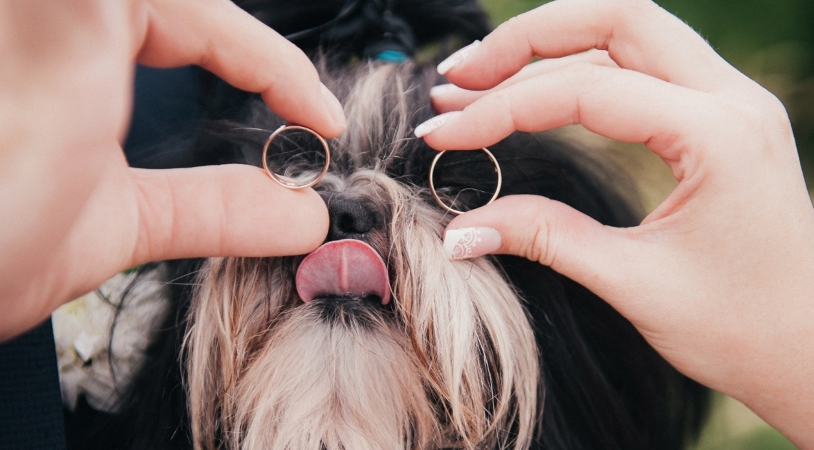 É importante decidir como ficará o cachorro se o casal se separar - Divulgação