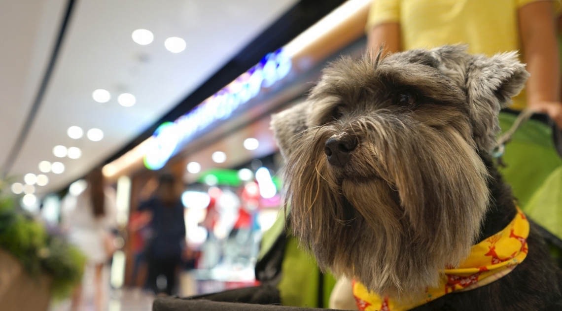 Passeando com o pet no shopping - Divulgação