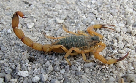 Candidato do Enem é picado por escorpião dentro de sala de prova