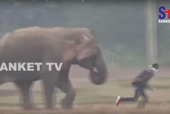 Elefante persegue turista que tentava tirar selfie com ele