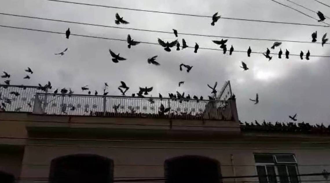 Morador filmou pombos no terraço da casa enquanto se alimentam - Reprodução de vídeo