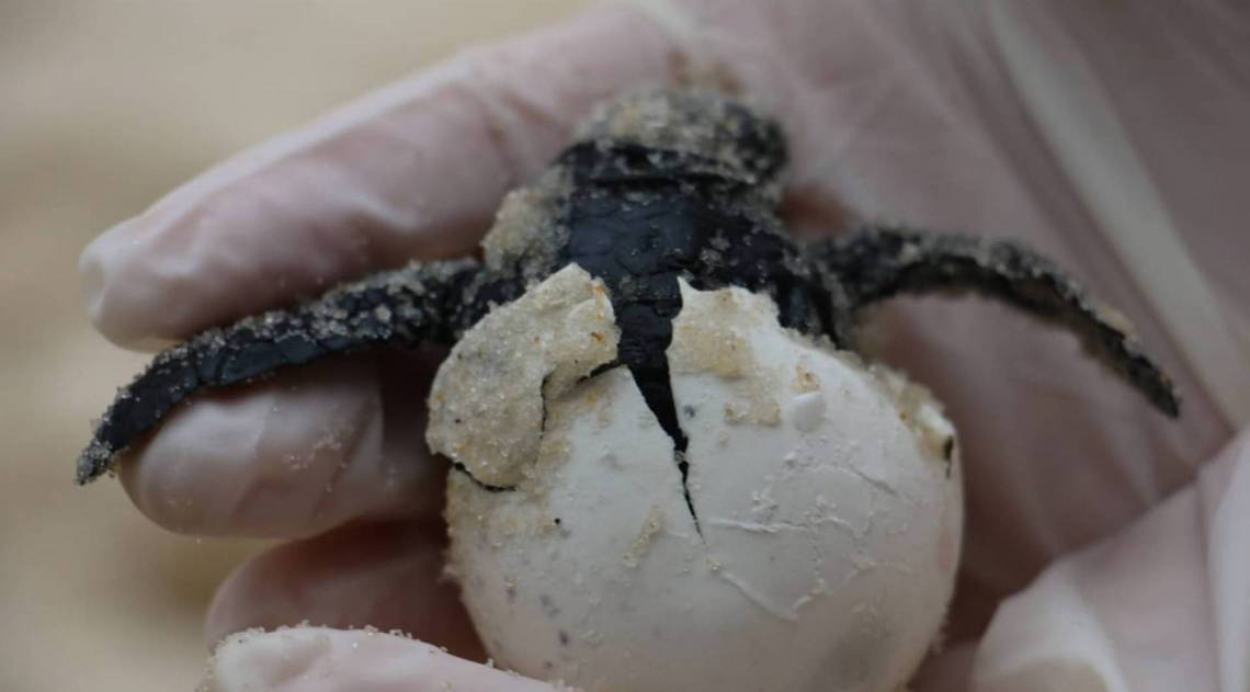 Frequentadores acompanharam o nascimento das tartarugas-cabeçudas