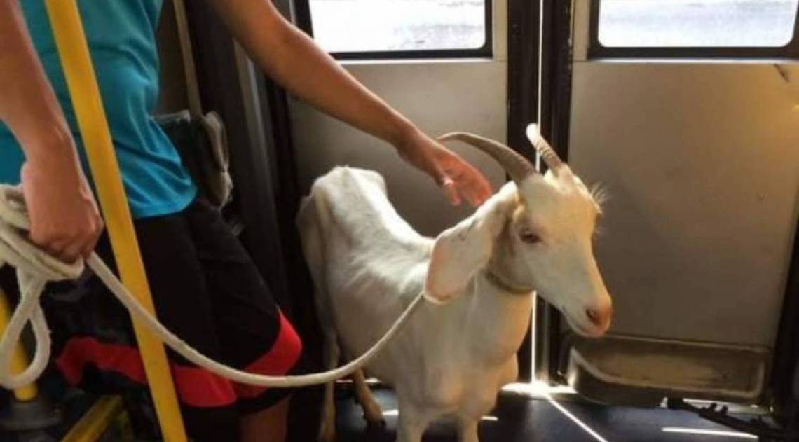Bode é flagrado dentro de ônibus do BRT  - Reprodução 
