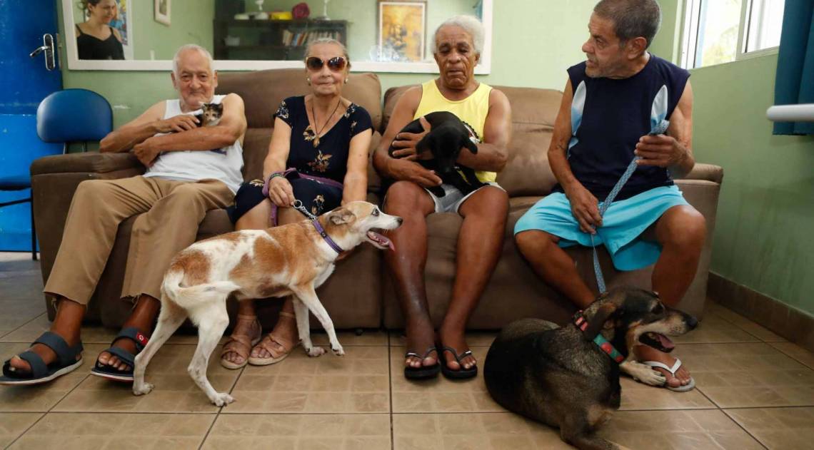 Abrigos: animais idosos, doentes e pretos ficam mais tempo