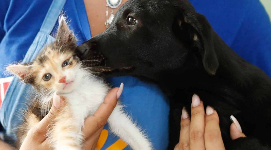 Rio, 30/01/2020, ONG que faz tratamento de Pet Terapia em Idosos de asilo do municipio, Foto de Gilvan de Souza / Agencia O Dia