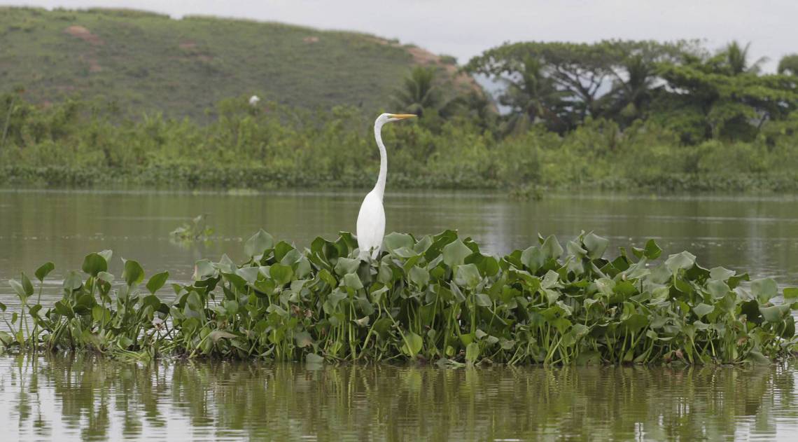 Rio,04/02/2020- NOVA IGUACU-GUANDU, Cedae fecha comportas estacao de tretamento por presenca de detergente,rio guandu poluido .Foto: Cleber Mendes/Agência O Dia