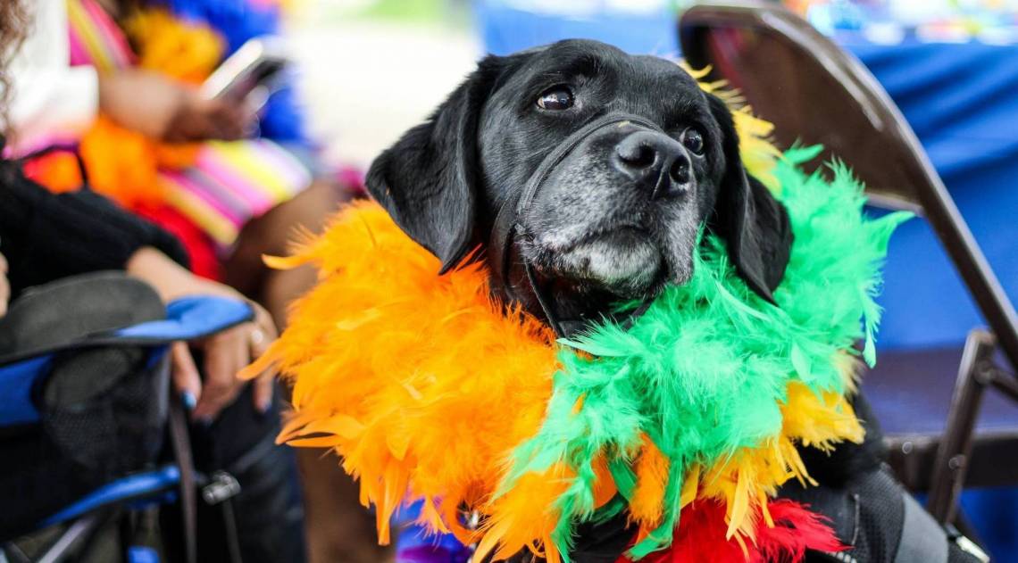 A fantasia do cachorro deve ser confortável e prática