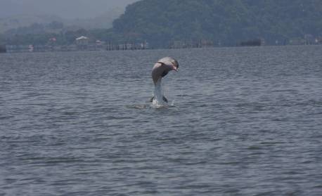 Animal símbolo do Rio corre risco