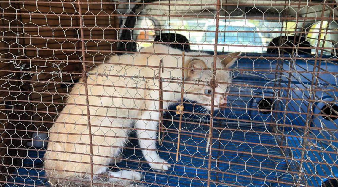 Os animais regatados foram levados para a ONG Golias, onde receberão tratamento veterinário - Subsecretaria municipal de bem-estar animal / Divulgação