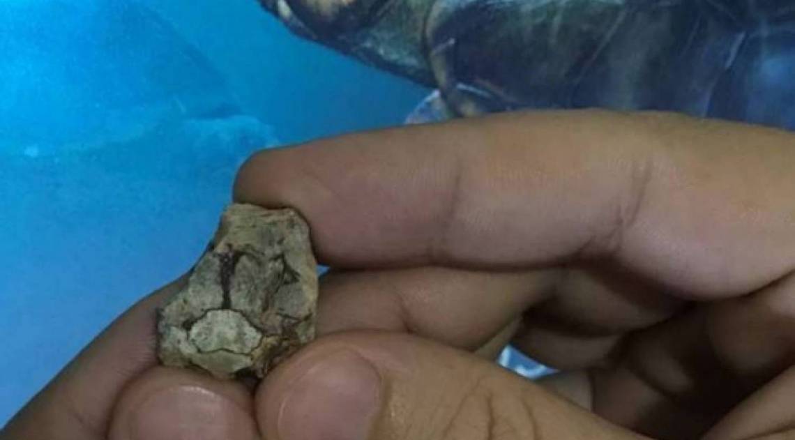 Uma tartaruguinha de 15 centímetros de comprimento viveu entre ferozes crocodilos e dinossauros gigantes há 85 milhões de anos, no interior de São Paulo - Divulgação