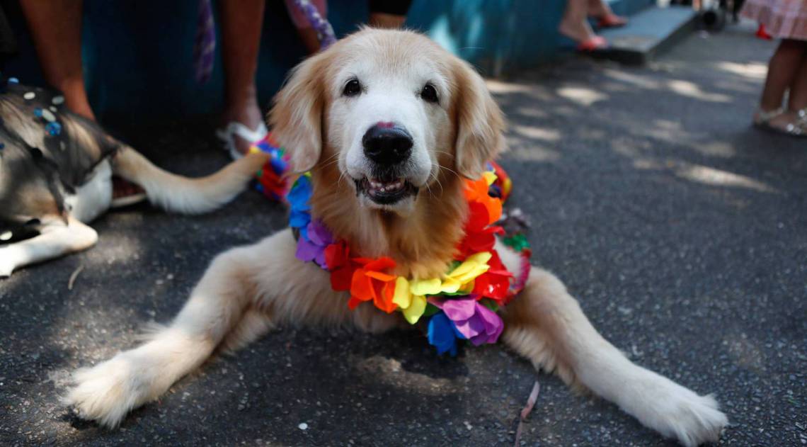Rio, 15/02/2020, Bloco de caes na Praca Saens Pena, Tijuca, Foto de Gilvan de Souza / Agencia O Dia