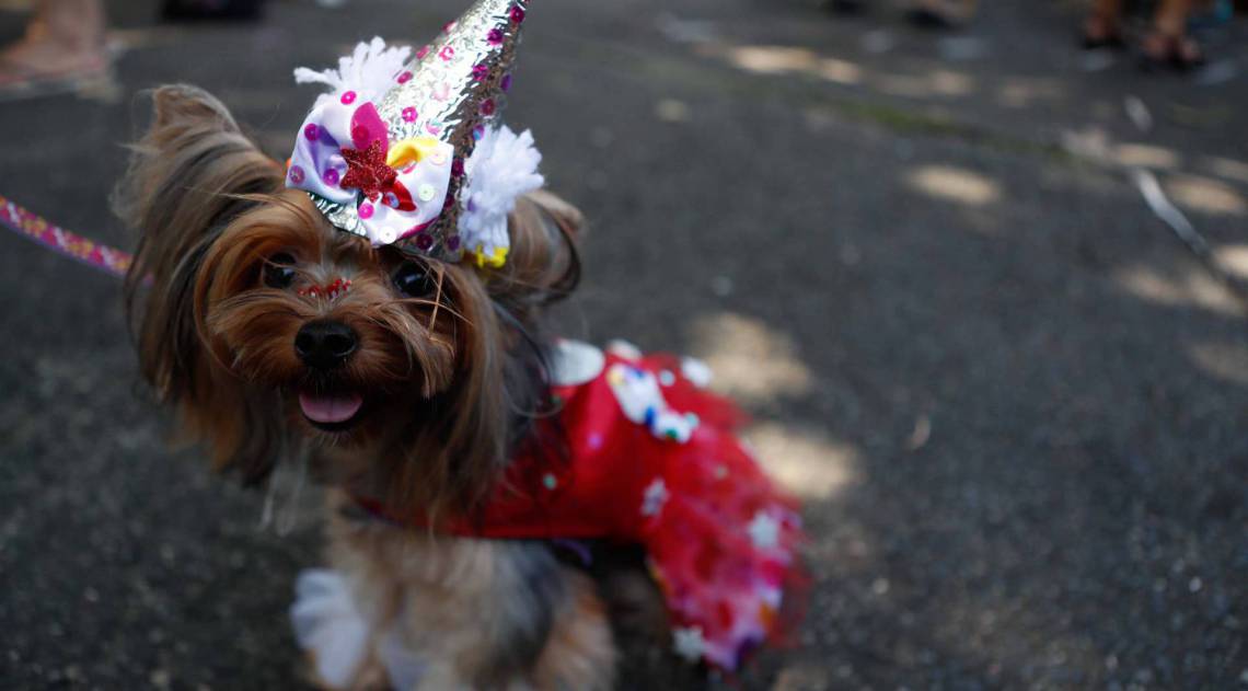 Rio, 15/02/2020, Bloco de caes na Praca Saens Pena, Tijuca, Foto de Gilvan de Souza / Agencia O Dia