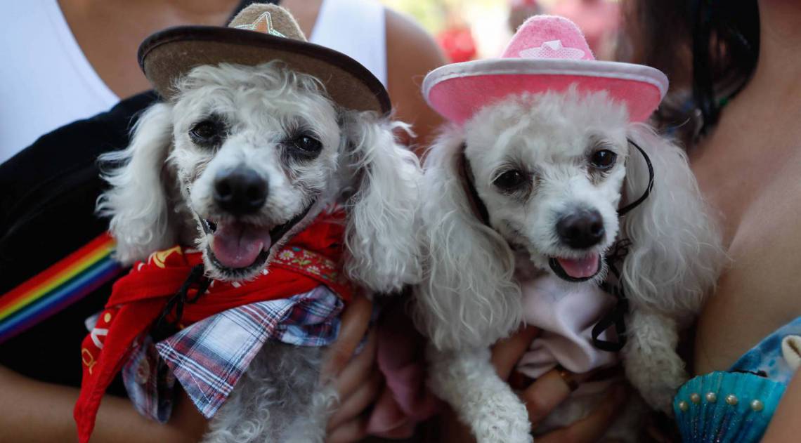 Rio, 15/02/2020, Bloco de caes na Praca Saens Pena, Tijuca, Foto de Gilvan de Souza / Agencia O Dia