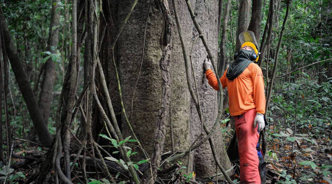 Segundo governo, objetivo não é arrecadatório, mas sim o de reduzir a exploração ilegal - Tomaz Silva/Agência Brasil