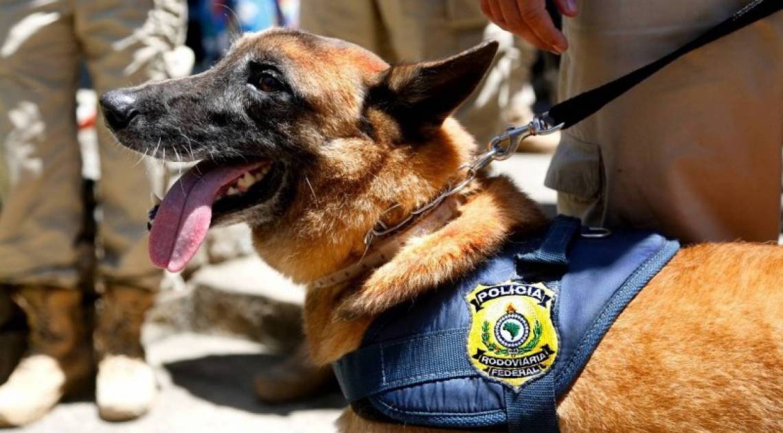 Cão K9 Apolo recebe festa de aposentadoria - Divulgação / PRF