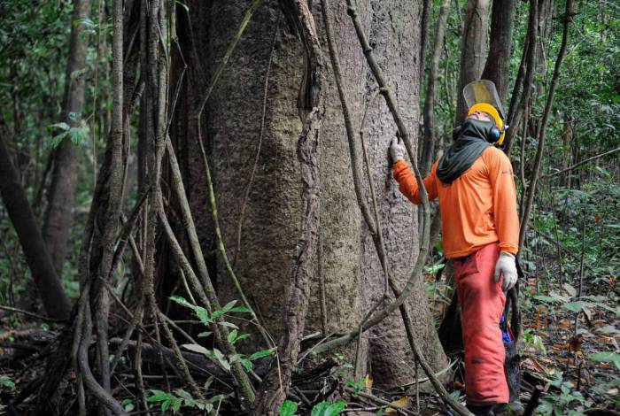 Florestas entram em lista de concess&otilde;es &agrave; iniciativa privada