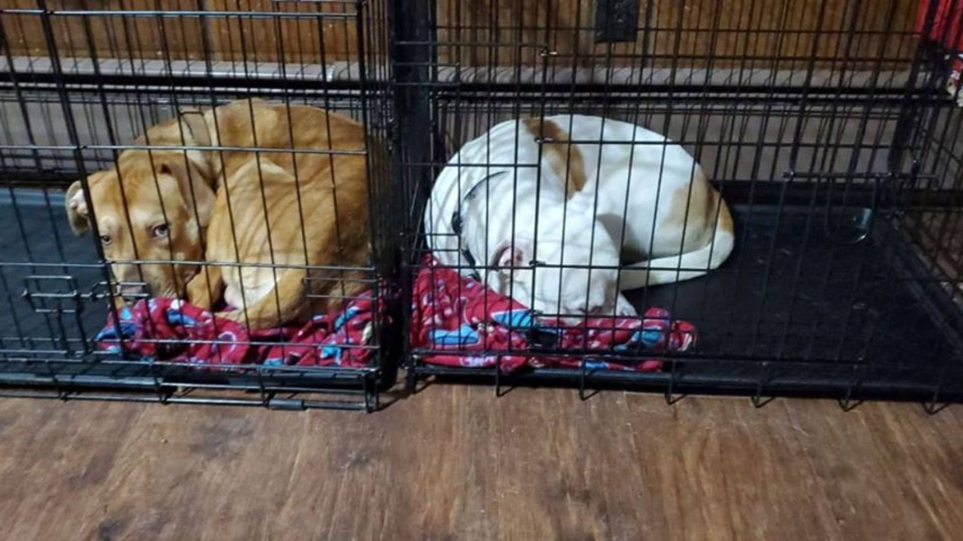 Emo&ccedil;&atilde;o pura! Cachorro divide cobertor com irm&atilde; e leva internautas &agrave;s l&aacute;grimas