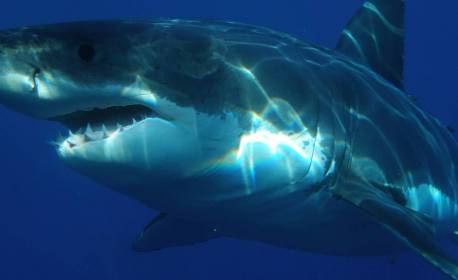 Tubarões confundem surfistas com suas presas animais, afirma estudo