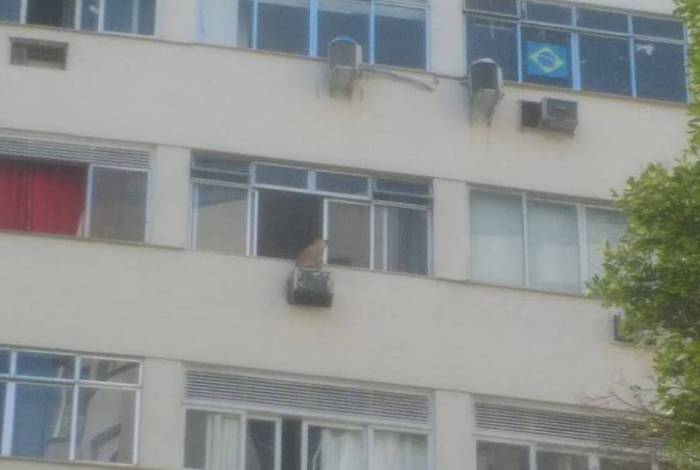 Cachorro foi para fora do apartamento, que fica no 7º andar do edifício