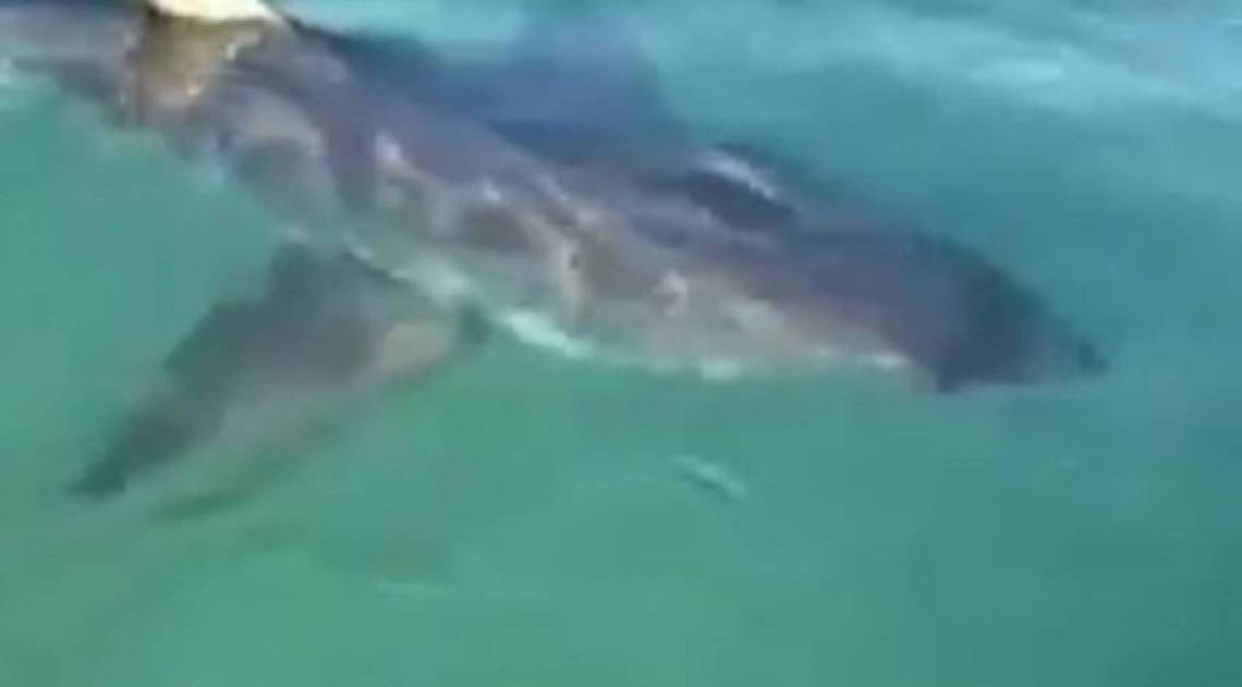 Surfista escapa de ataque de tubarão
 - Reprodução / Facebook