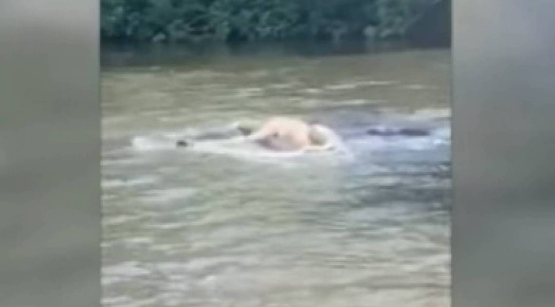 Crocodilo gigante ataca e devora uma vaca em rio - Reprodução do Facebook