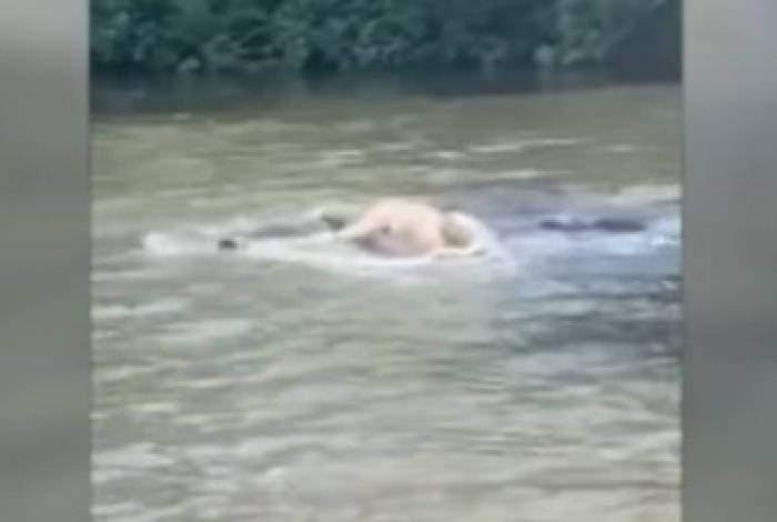 Crocodilo gigante ataca e devora uma vaca em rio