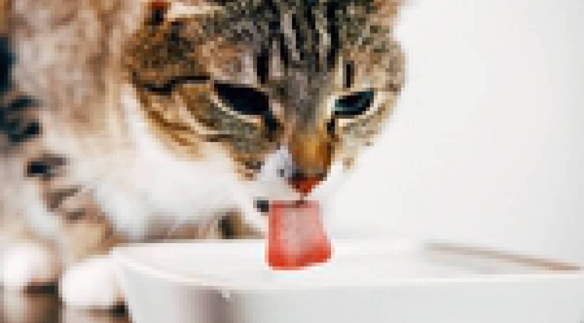 Cães e gatos precisam de muito líquido para evitar problema renal (Março Amarelo) - Divulgação