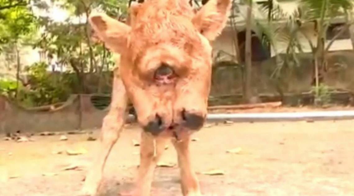 Vaca nasce com duas cabe&ccedil;as e quatro olhos e vira atra&ccedil;&atilde;o tur&iacute;stica - Reprodução de vídeo