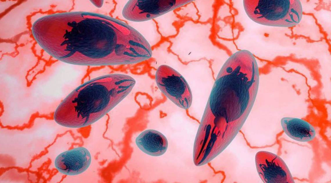 Toxoplasmose pode gerar problemas de visão e cerebrais - Divulgação/Conselho Regional de Farmácia do RS