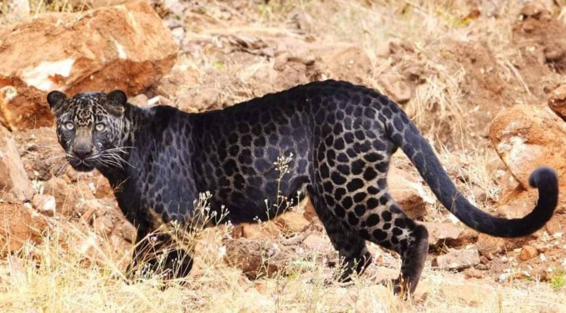De tão raro, o leopardo-negro é considerado praticamente uma lenda