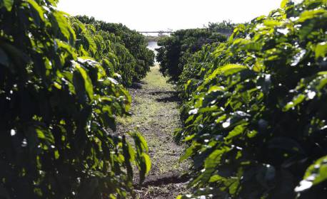 Idec diz que PL dos defensivos contraria direito do consumidor e traz ameaça à saúde