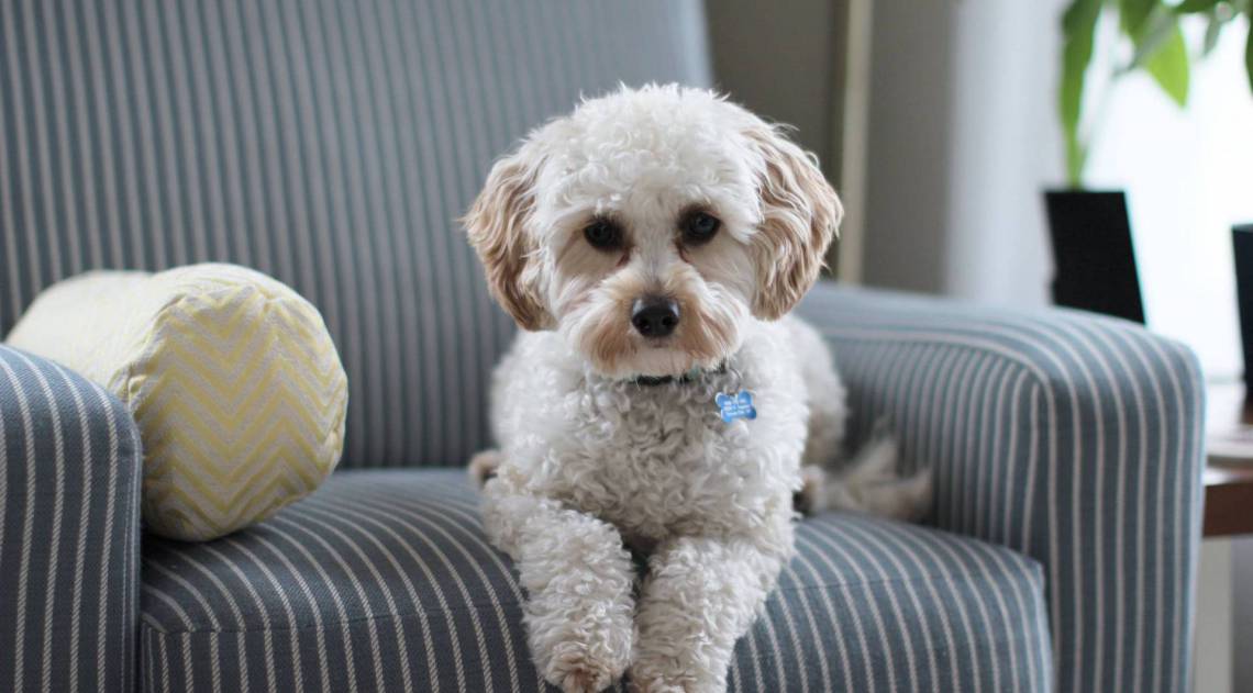 cachorro em casa - Divulga&ccedil;&atilde;o