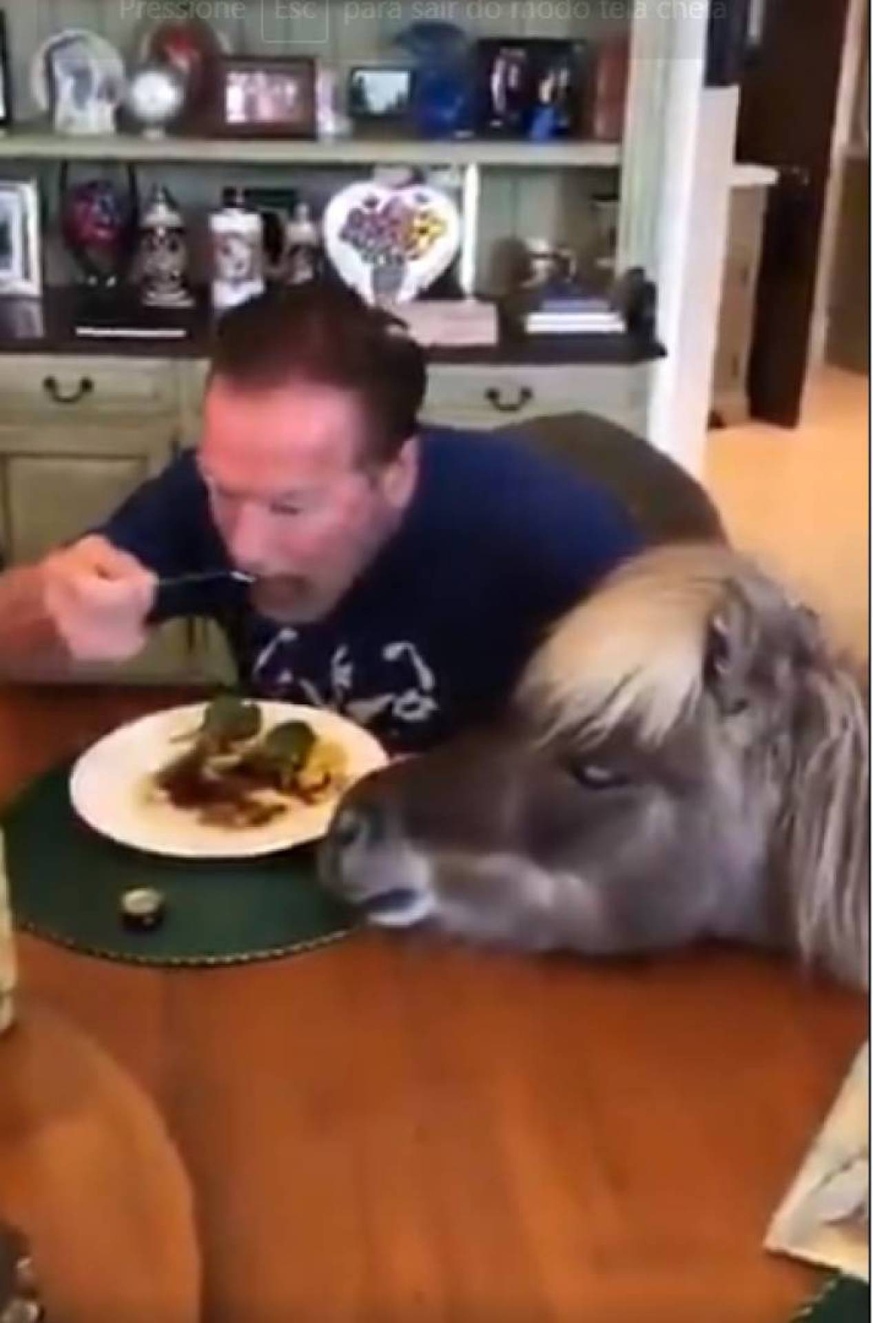 Arnold e seu pônei Whiskey - Reprodução